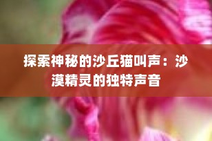 探索神秘的沙丘猫叫声：沙漠精灵的独特声音