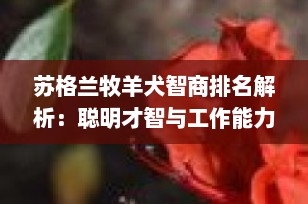 苏格兰牧羊犬智商排名解析：聪明才智与工作能力的完美结合