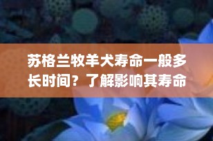 苏格兰牧羊犬寿命一般多长时间？了解影响其寿命的关键因素
