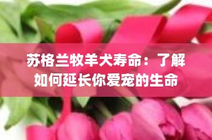 苏格兰牧羊犬寿命：了解如何延长你爱宠的生命