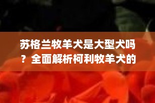 苏格兰牧羊犬是大型犬吗？全面解析柯利牧羊犬的体型与特性