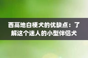 西高地白梗犬的优缺点：了解这个迷人的小型伴侣犬