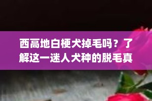 西高地白梗犬掉毛吗？了解这一迷人犬种的脱毛真相