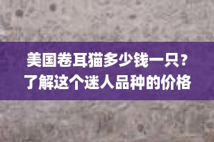 美国卷耳猫多少钱一只？了解这个迷人品种的价格与价值
