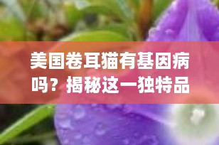 美国卷耳猫有基因病吗？揭秘这一独特品种的健康真相