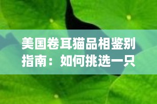 美国卷耳猫品相鉴别指南：如何挑选一只优质的卷耳猫