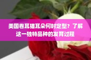 美国卷耳猫耳朵何时定型？了解这一独特品种的发育过程