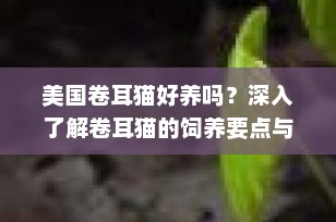美国卷耳猫好养吗？深入了解卷耳猫的饲养要点与注意事项