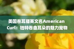 美国卷耳猫英文名American Curl：独特卷曲耳朵的魅力宠物