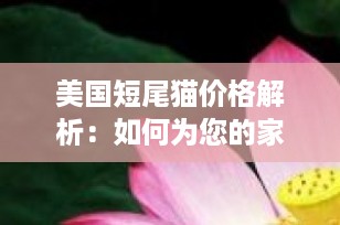 美国短尾猫价格解析：如何为您的家庭选择合适的宠物伴侣