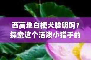 西高地白梗犬聪明吗？探索这个活泼小猎手的智慧世界