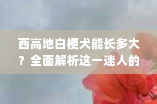 西高地白梗犬能长多大？全面解析这一迷人的小型伴侣犬