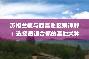 苏格兰梗与西高地区别详解：选择最适合你的高地犬种