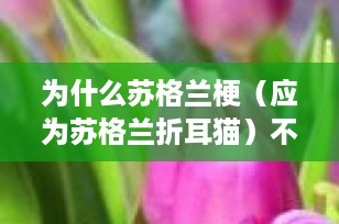 为什么苏格兰梗（应为苏格兰折耳猫）不建议养？了解其健康问题与养护挑战