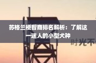 苏格兰梗智商排名解析：了解这一迷人的小型犬种