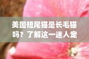 美国短尾猫是长毛猫吗？了解这一迷人宠物的独特之处