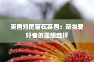 美国短尾猫在英国：宠物爱好者的理想选择