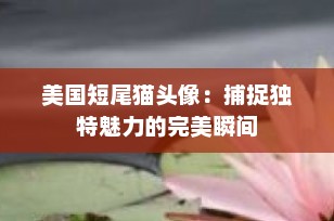 美国短尾猫头像：捕捉独特魅力的完美瞬间