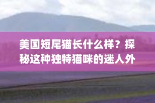 美国短尾猫长什么样？探秘这种独特猫咪的迷人外貌