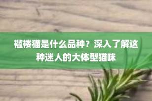 褴褛猫是什么品种？深入了解这种迷人的大体型猫咪
