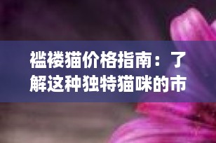 褴褛猫价格指南：了解这种独特猫咪的市场行情