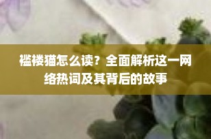 褴褛猫怎么读？全面解析这一网络热词及其背后的故事