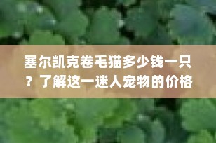 塞尔凯克卷毛猫多少钱一只？了解这一迷人宠物的价格区间