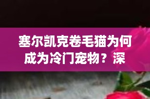 塞尔凯克卷毛猫为何成为冷门宠物？深入了解其独特魅力与挑战