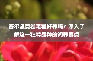 塞尔凯克卷毛猫好养吗？深入了解这一独特品种的饲养要点