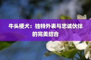 牛头梗犬：独特外表与忠诚伙伴的完美结合