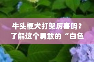 牛头梗犬打架厉害吗？了解这个勇敢的“白色骑士”的真实面貌