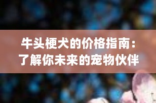 牛头梗犬的价格指南：了解你未来的宠物伙伴的价值