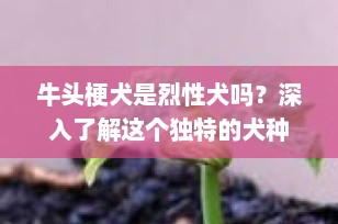 牛头梗犬是烈性犬吗？深入了解这个独特的犬种