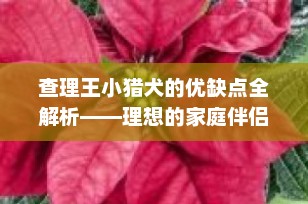 查理王小猎犬的优缺点全解析——理想的家庭伴侣犬选择