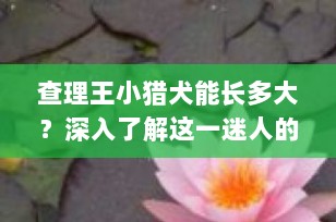 查理王小猎犬能长多大？深入了解这一迷人的小型伴侣犬