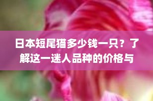 日本短尾猫多少钱一只？了解这一迷人品种的价格与养护要点