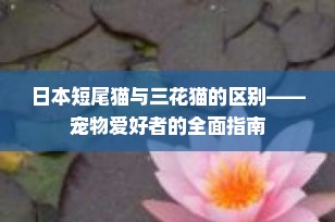 日本短尾猫与三花猫的区别——宠物爱好者的全面指南