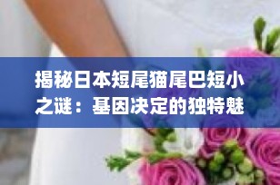 揭秘日本短尾猫尾巴短小之谜：基因决定的独特魅力