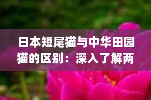 日本短尾猫与中华田园猫的区别：深入了解两种迷人猫咪的特点