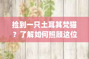 捡到一只土耳其梵猫？了解如何照顾这位神秘的毛茸伙伴