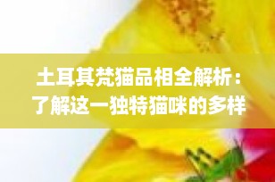 土耳其梵猫品相全解析：了解这一独特猫咪的多样面貌