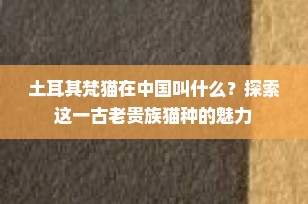 土耳其梵猫在中国叫什么？探索这一古老贵族猫种的魅力