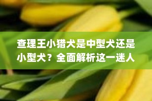 查理王小猎犬是中型犬还是小型犬？全面解析这一迷人的玩具犬种