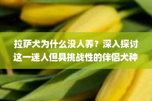 拉萨犬为什么没人养？深入探讨这一迷人但具挑战性的伴侣犬种