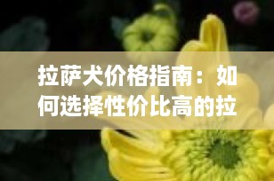 拉萨犬价格指南：如何选择性价比高的拉萨犬