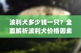波利犬多少钱一只？全面解析波利犬价格因素及购买指南