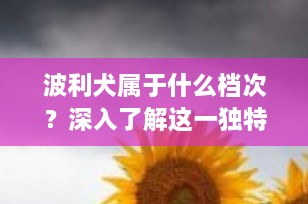 波利犬属于什么档次？深入了解这一独特犬种的魅力与价值
