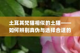 土耳其梵猫相似的土猫——如何辨别真伪与选择合适的宠物