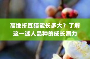 高地折耳猫能长多大？了解这一迷人品种的成长潜力