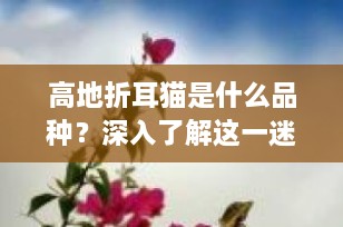 高地折耳猫是什么品种？深入了解这一迷人的长毛伴侣